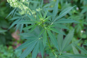 Cannabis ruderalis plant