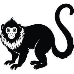 tamarin vector