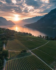 Aerial view of vineyards with morning mist and sunshine