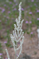 Aerva javanica, a beautiful desert cotton or kapok bush found in the dry field on the South tamil nadu, Southern India