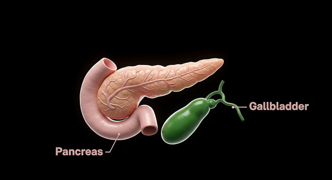 Anatomical Study: Detailed 3D rendering of the pancreas and gallbladder, highlighting their structure and relationship within the human body, against a clean backdrop.