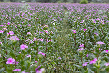 Beautiful flower bed with green leaves and pink flower madagascar periwinkle