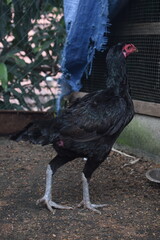 tall, slender black fowl with a bare, reddish face and light-colored legs stands on earthy ground near a wire mesh fence and a blue tarp