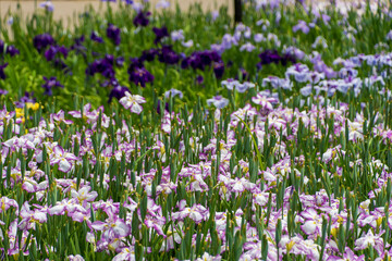 Naklejka premium 花菖蒲が咲き誇る初夏の花畑の風景