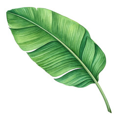 Fototapeta premium Watercolor banana leaf illustration for tropical designs and summer themed graphic projects design. isolated on a transparent background