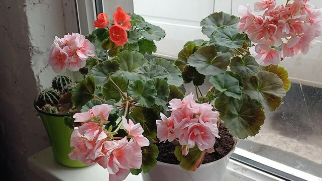 Flowers grow on the windowsill, mallows are soft pink and orange.