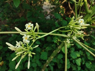 Carica papaya tree, papaya flowers blooming in the garden