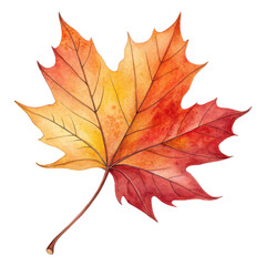 Fototapeta premium Watercolor maple leaf illustration in autumn colors for fall season designs and decoration. isolated on a transparent background