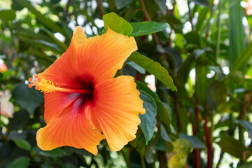 Chinese Hibiscus also known as Hibiscus rosa sinensis is&nbsp;a shrub of malvaceae or mallow&nbsp;family&nbsp;that originates from&nbsp;east asia. In Indonesia it is widely known as kembang sepatu.