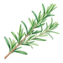 Fototapeta premium Watercolor rosemary sprig illustration for culinary herb garden design with transparent background. isolated on a transparent background