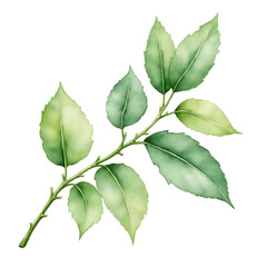 Fototapeta premium Watercolor leaf branch illustration for graphic design and nature themed projects with transparent background. isolated on a transparent background