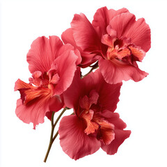 Stunning Red Orchid Blooms , white background cut out PNG