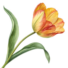 Beautiful watercolor tulip flower illustration with transparent background for design use. isolated on a transparent background