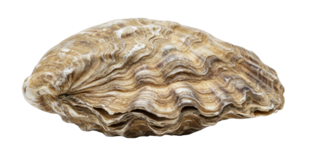 Oyster Isolated on White Background, Close-Up