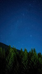 Naklejka premium Starry night sky over evergreen forest