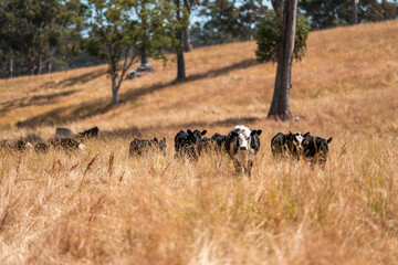 australian beef cattle grazing on pasture grass in a paddock. Beef Cows Moving Through Dry Grassland, Australian Farm Scene