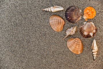 Shells isolated on a sandy background, types of seashells, isolated beach shells with place to copy and write, summer, beach, sea and holiday backgrounds, brown Scallop shells, top view.