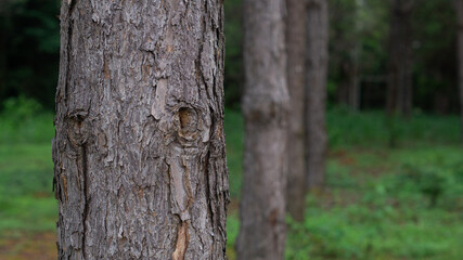 Close-up of a pine tree trunk, showing the overlapping bark, knots and beautiful texture, against the background of a neat row of pine trees, in a lush nature setting and space for your text.