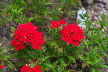 鮮やかな赤色のバーベナの花が咲く庭の風景