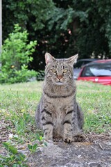 beige striped cat, cat with yellow eyes, sitting attentive cat, pets, brown wild cat