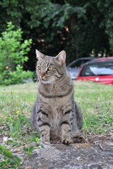beige striped cat, cat with yellow eyes, sitting attentive cat, pets, brown wild cat