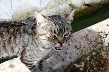 kleine getiegerte Katze, kleines Kätzchen