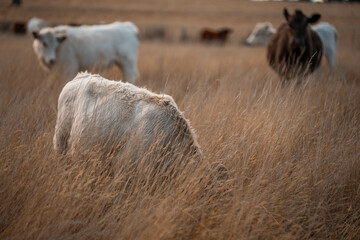 australian beef cattle grazing on pasture grass in a paddock. Beef Cows Moving Through Dry Grassland, Australian Farm Scene