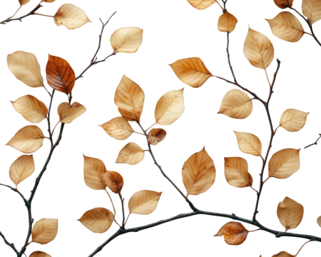 Dried leaves pattern on black background