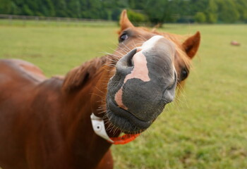 portrait of a brown horse