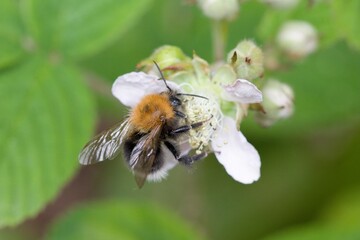 Close up of a carpenter bee on a flower.