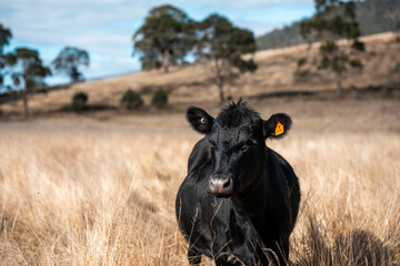 australian beef cattle grazing on pasture grass in a paddock. Beef Cows Moving Through Dry...