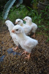group of four fluffy white chicks stands together on a bed of dry husks or wood chips, with one in the foreground looking alertly forward amidst green foliage.