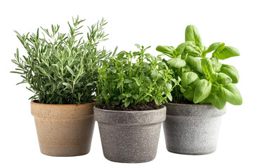 Three potted herbs Rosemary, Oregano, Basil isolated on transparent background, Cooking Herbs, Culinary Herbs, Garden Plants, Herbs, Potted Plants, Greenery