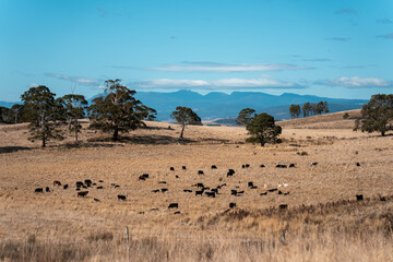 Carbon neutral cattle farming in a free range field on a farm in Australia  beautiful cattle in...