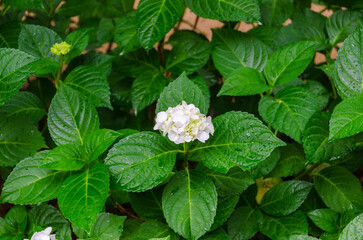 緑葉に囲まれた清楚な白い紫陽花の花房