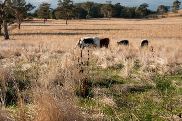 australian beef cattle grazing on pasture grass in a paddock. Beef Cows Moving Through Dry...