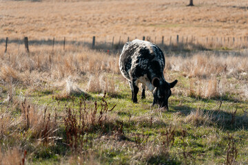 australian beef cattle grazing on pasture grass in a paddock. Beef Cows Moving Through Dry...