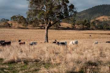 Carbon neutral cattle farming in a free range field on a farm in Australia  beautiful cattle in Australia eating grass, grazing on pasture. Herd of cows free range beef being regenerative raised