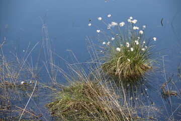 Impressionen aus dem Moor mit See und Wollgras im Frühling
