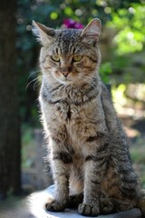 Tabby cat sitting in the garden, looking away