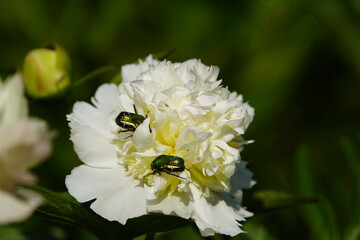Golden rose chafer (Cetonia aurata), also common rose chafer on a white peony. Subfamily of rose chafers (Cetoniinae). Hanover Botanical School Garden, Germany.