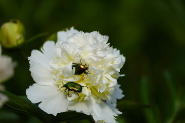 Golden rose chafer (Cetonia aurata), also common rose chafer on a white peony. Subfamily of rose chafers (Cetoniinae). Hanover Botanical School Garden, Germany.