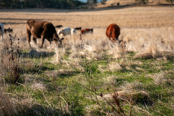 australian beef cattle grazing on pasture grass in a paddock. Beef Cows Moving Through Dry...