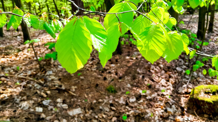 Young leaves on alder tree branch.