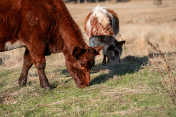 australian beef cattle grazing on pasture grass in a paddock. Beef Cows Moving Through Dry...