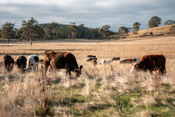 australian beef cattle grazing on pasture grass in a paddock. Beef Cows Moving Through Dry...