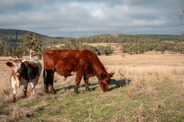 Carbon neutral cattle farming in a free range field on a farm in Australia  beautiful cattle in Australia eating grass, grazing on pasture. Herd of cows free range beef being regenerative raised