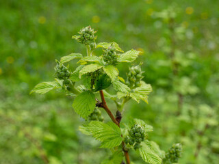 Blackberry plant with buds. Fertilizing blackberries in spring. Garden berry bushes