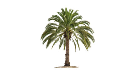Obraz premium Realistic tree, palm, bush on transparent background. Greenery for landscape or architectural design, botanical elements for garden or forest, vector png. 