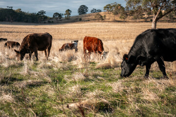 australian beef cattle grazing on pasture grass in a paddock. Beef Cows Moving Through Dry...
